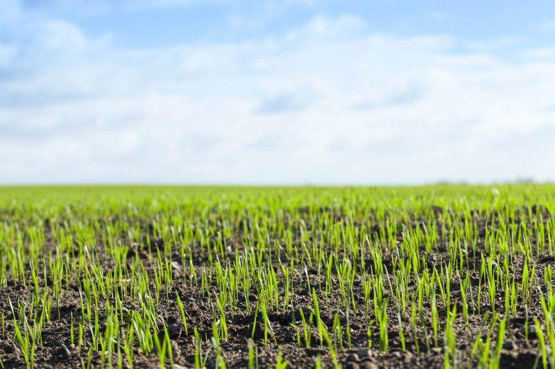 Pasture Clearing in Spring