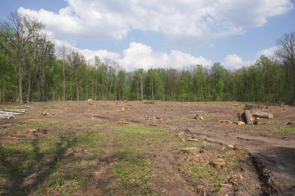 Pasture Clearing