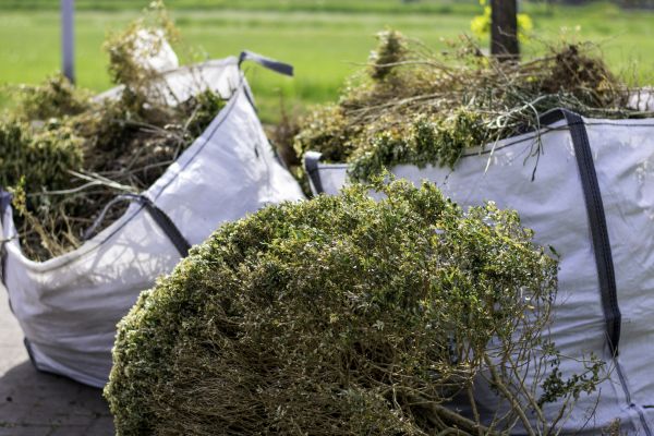 Bushes Clearing