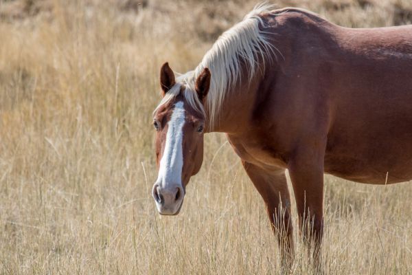 Horse Pasture Brush Cutting